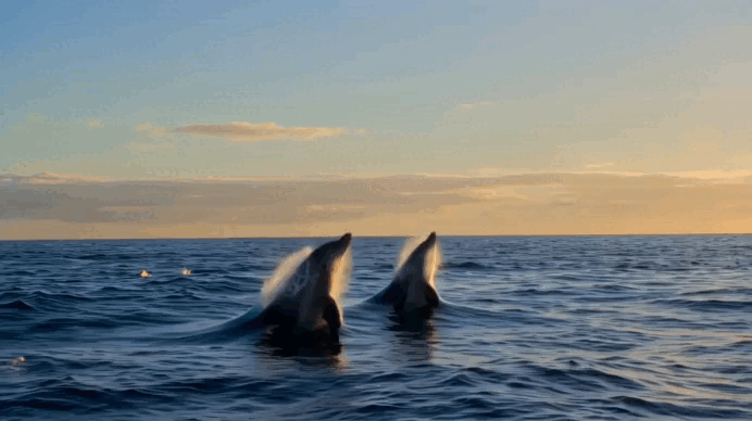 1776926013102847.gif 1776926013102847.gif